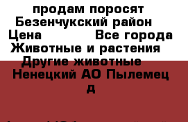 продам поросят .Безенчукский район  › Цена ­ 2 500 - Все города Животные и растения » Другие животные   . Ненецкий АО,Пылемец д.